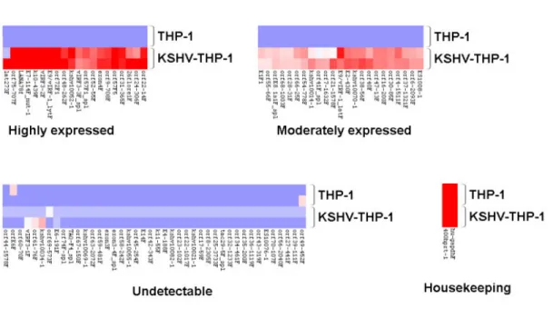 Figure 2: KSHV gene expression profile of KSHV-THP-1 cells.  (A) Analysis of log KSHV gene  expression versus qPCR cycle-threshold (CT) value