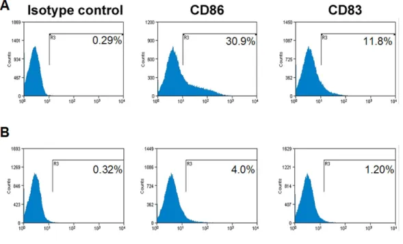 Figure 4: KSHV-THP-1 cells exhibit reduced CD86 and CD83 costimulatory molecule  expression