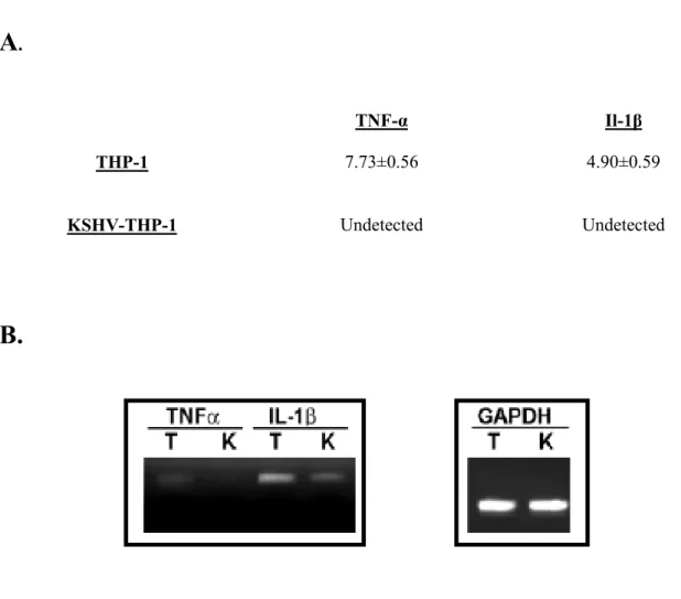 Figure 6: Expression of select cytokines in KSHV-THP-1 cells. (A) TNF-α and IL-1β expression  in THP-1 compared to KSHV-THP-1 cells was determined by multi-analyte luminex assay