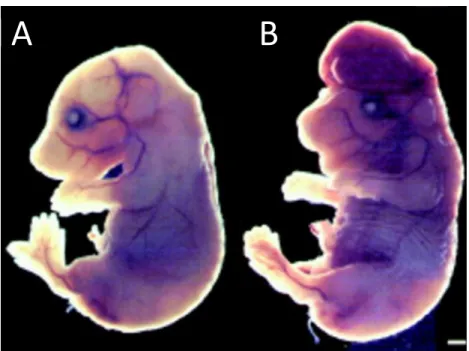 Figure adapted from Kuida et al., Cell (1998) 