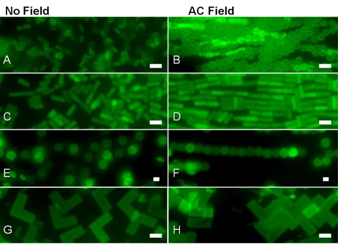 Figure  3.5.  Representative  fluorescence  images  of  randomly  dispersed  (A,  C,  E,  G)  and  electrically  aligned  (B,  D,  F,  H)  particles  with  a  5  m  scale  bar