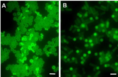 Figure 3.9. Fluorescence image of (A) hexnut and (B) rod shaped particles with applied AC  electrical field on the electrode