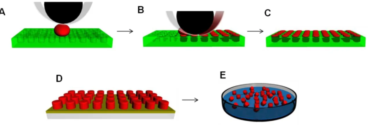Figure 2.1. Schematic representation of the PRINT process.  A) Roller is brought into  contact with the particle precursor and the mold; B) Roller evenly distributes the precursor  into cavities of mold