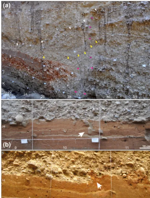 Figure 8. Details from the W-facing wall of the trench SDF3.(a) Wedge associated with earthquake B2 (top: white arrows; base:yellow arrows; see text for discussion) overlying an upward widen-ing fault (red arrows), recognized from pebbles, which are orient