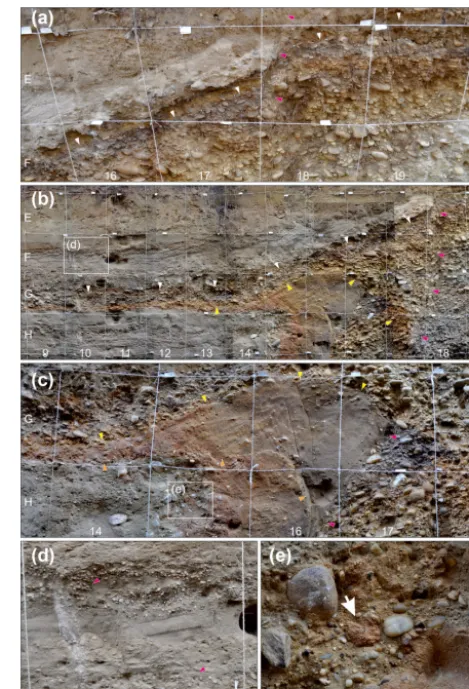 Figure 6. Details from the SW-facing wall of the trench SDF1.(a) Evidence for earthquake A1 from the displacement of a markerhorizon (white arrows), which is correlated across the fault (red ar-rows)