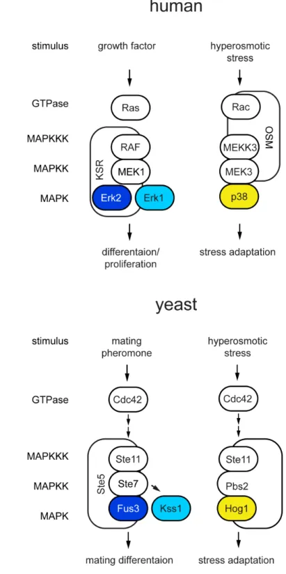 Figure 1.1  MAPK signaling pathways are conserved from yeast to humans. 