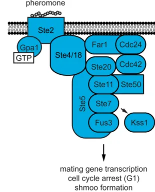 Figure 1.2  The yeast mating response. 