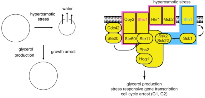 Figure 1.3  The high osmolarity glycerol (HOG) response. 