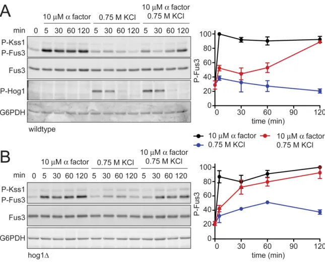 Figure  2.5.  Hyperosmotic  stress  dampens  Fus3  activation  in  a  Hog1  dependent  manner