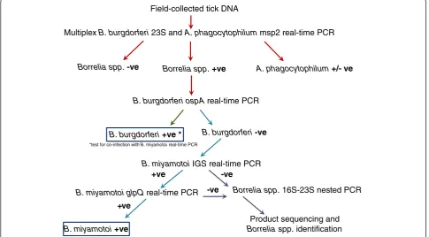 Figure 1 Testing protocol to detect B. burgdorferi, A. phagocytophilum and B. miyamotoi in I