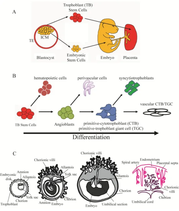 Figure 1.1. Placental development and differentiation. 
