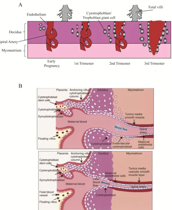 Figure 1.4. Vascular remodeling during placental development. 