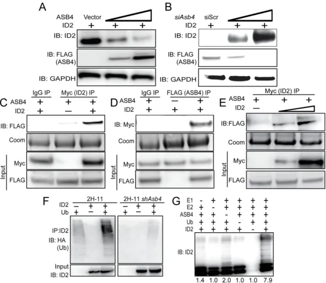 Figure 2.4. ASB4 negatively regulates ID2 expression through polyubiquitination and  associates with ID2 in JAR cells