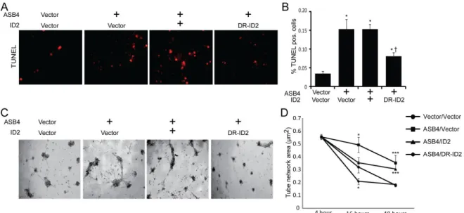 Figure 2.5. ASB4 promotes JAR cell-mediated endothelial apoptosis and stabilization of  endothelial cell networks