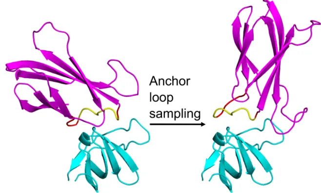 Figure 2.2: AnchoredDesign treatment of rigid-body and loop degrees of freedom These complexes demonstrate how the AnchoredDesign protocol samples the rigid-body  degree of freedom via loop sampling