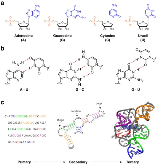Figure 1.1 Elements and heirarchy of RNA structure. (a) The four RNA nucleotides. All nucleotides  have phosphate (orange) and ribose sugar (black) moieties in common, while the nitrogenous base (blue)  determines  the  chemical  identity  of  each  nucleo