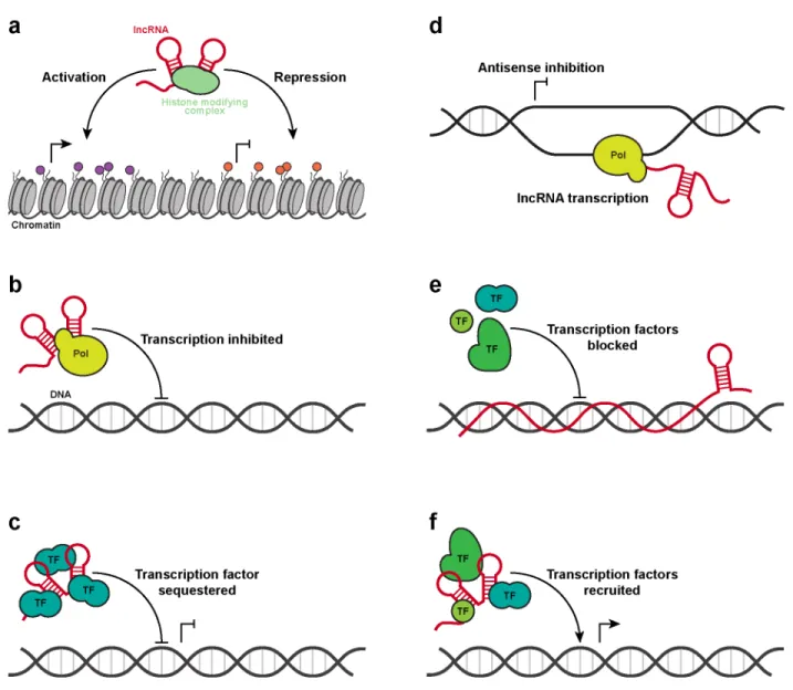 Figure  1.2  Example  mechanisms  of  lncRNA  gene  regulation.  (a)  Recruitment  of  histone  modifying  complexes by lncRNAs leads to deposition of activating (left, purple) or repressing (right, orange) histone  modifications