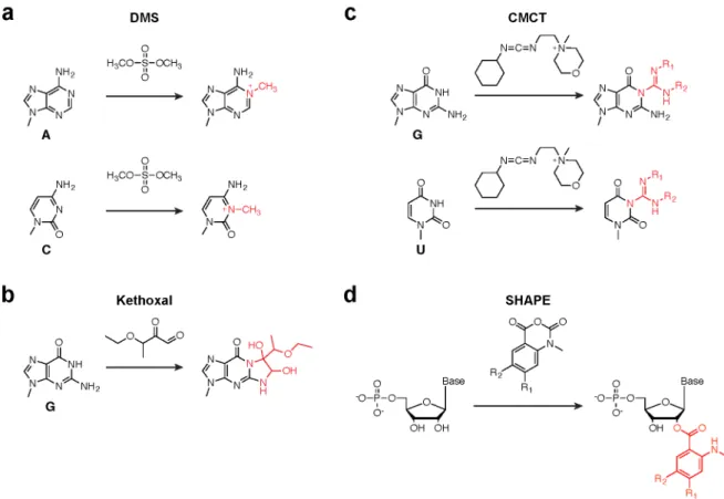 Figure  1.3  Examples  of  RNA  structure-probing  reagents.  (a)  DMS  modification  of  A  and  C  nucleotides yields addition of a methyl group on the base-pairing edge of the nucleobase