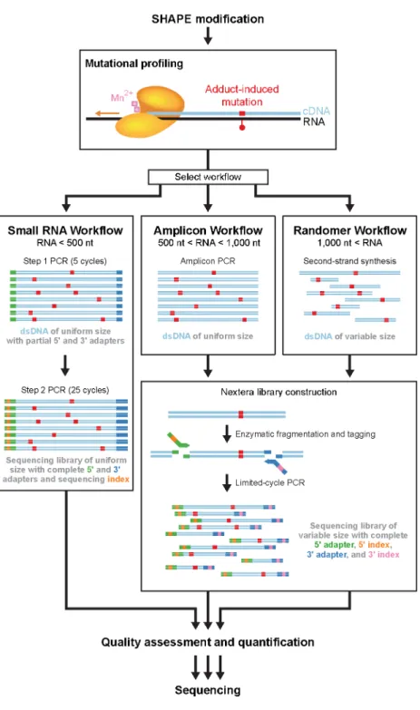 Figure  2.2  Overview  of  SHAPE-MaP  workflows.  RNAs  are  modified  with  a  SHAPE  reagent  and  subjected  to  reverse  transcription  under  MaP  conditions,  during  which  adduct-induced  mutations  are  recorded in the cDNA strand