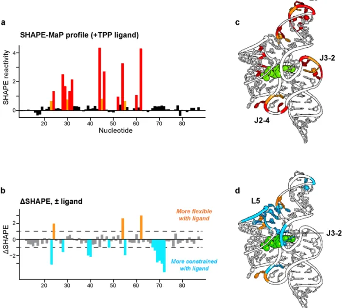 Figure 2.4 Example of results obtained with the small RNA workflow. (a) SHAPE profile of the TPP  riboswitch  produced  using  the  small  RNA  workflow
