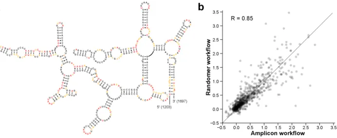 Figure  2.5  Example  of  results  obtained  with  the  amplicon  workflow.  (a)  SHAPE  reactivity  values  plotted  on  the  3ʹ′  domain  of  the  mouse  18S  rRNA