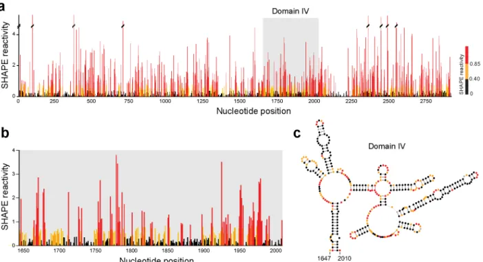 Figure 2.6 Example of results obtained with the randomer workflow. (a) SHAPE reactivities across  the entire E