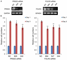 Figure 2. A. After transfected with different siRNA (50 nM) for 72 h, GIST-T1 cells were harvested for mRNA extraction; and the expression of PRSS3 and FOLR3 was determined by RT-PCR; B