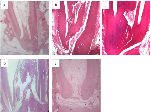 Figure 9. Differences in apical development. (A) BES group with apical closure. (B) BS group