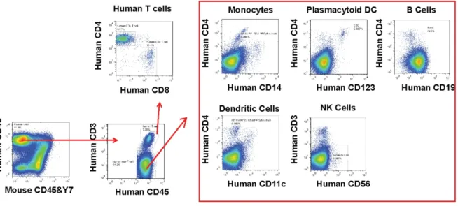 Figure 3-7. Humanized mice reconstitute major types of human immune cells. 