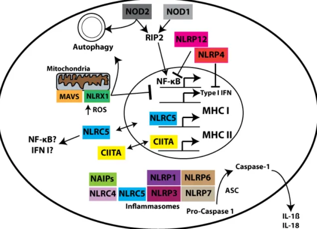 Figure 1-1. NLRs are sensors of the Intracellular Environment. 