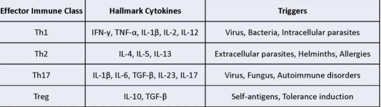 Table 1.1 – General Description of Adaptive Immune Responses. 