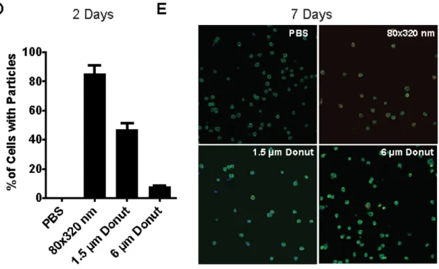 Figure 2-5. Sustained deposition of hydrogel particles in murine lungs. 