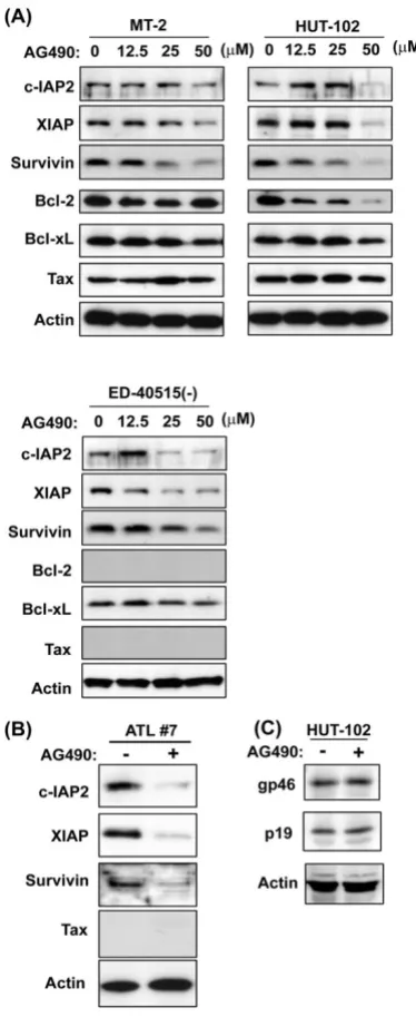 Figure 5proteinsEffects of AG490 on the expression of cell-cycle associated Effects of AG490 on the expression of cell-cycle asso-ciated proteins