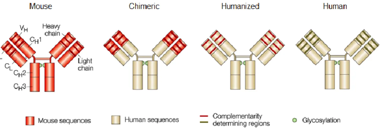 Figure 1.1. Antibody structure. Antibodies are Y-shaped macromolecules composed of two heavy and  two light chains