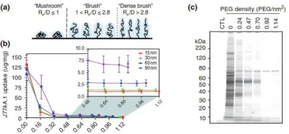 Figure 2.1. Impact of PEG density and conformation. a) The conformation adopted by PEG chains at  various grafting densities