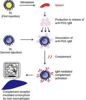 Figure 2.3. Proposed type-2 T-cell independent (TI-2) response mechanism for the formation of  anti-PEG Abs and the ABC effect