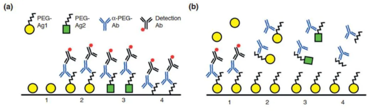 Figure 2.6. ELISA methods for detection of anti-PEG antibodies. a) Direct and b) competitive  enzyme-linked immunosorbent assays (ELISAs) should be used in combination to determine the  PEG-specificity of Ab responses induced after treatment with a PEGylat