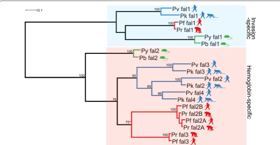 Fig. 3 ML phylogenetic tree of port. Sequences shown here were given code name (see Additional file Plasmodium falcipains