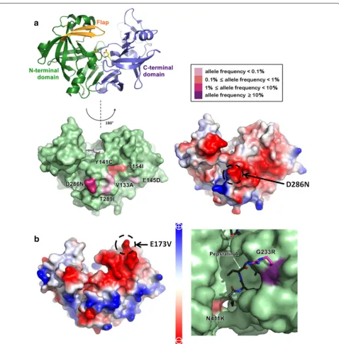 Fig. 6 Non-synonymous mutations in plasmepsin II and plasmepsin III. a Structural composition of plasmepsin II is shown as a ribbon diagram (top left panel)
