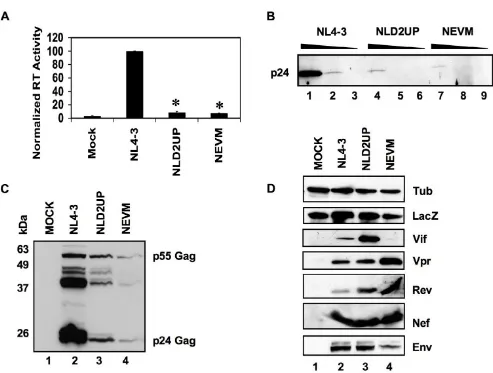 Figure 2Efficient HIV-1 replication is dependent upon the presence of a suboptimal signal at 5'ss D2of cell-free supernatants from 293T cells transfected with either NLD2UP or NEVM mutants