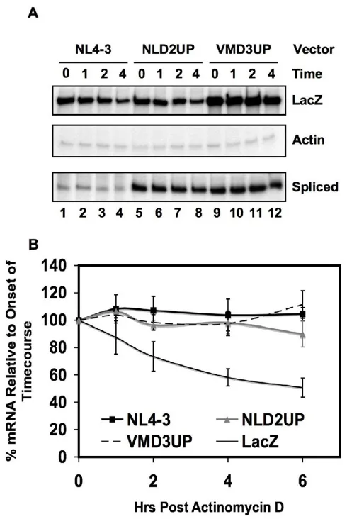 Figure 4Effects of non-coding exon inclusion on viral mRNA stabilitytive to the onset of the experiment