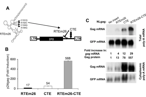 Figure 1C191GA192CNo insertRTEm26-CTERTEm26CNLgag:CTE