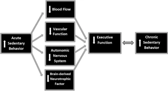 Figure 1. Mechanism pathway for declines in EF due to acute sedentary behavior like  Prolonged sitting