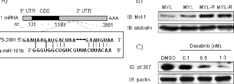 Figure  4.5.4.  Mcl-1,  a  predicted  target  of  miR181,  is  over-expressed  in  MYL-R  cells