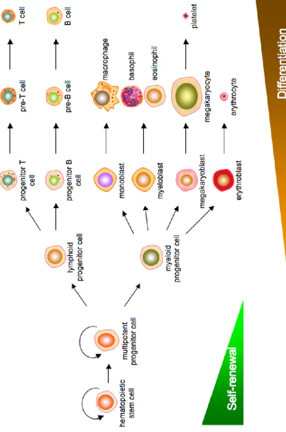 Figure 1.1. Hematopoiesis of blood-derived cells. Schematic depiction of normal  human blood cell differentation