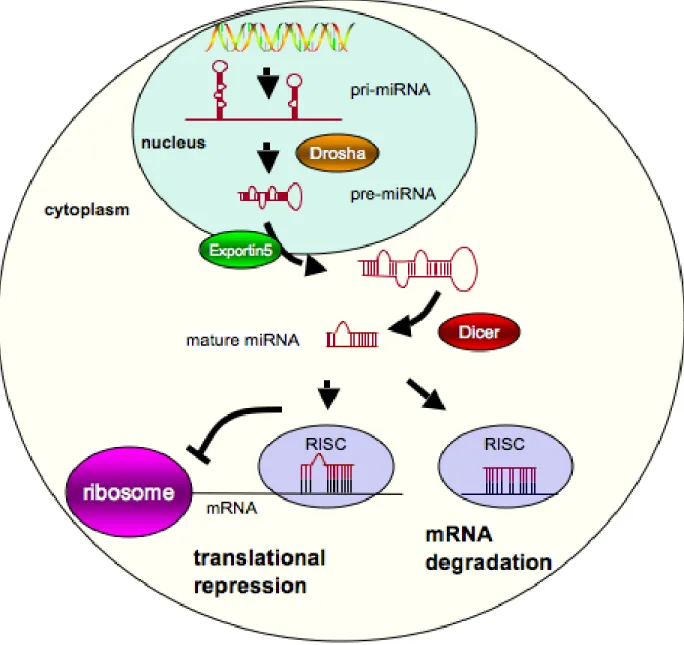 Figure  1.2.  MicroRNA  biogenesis.  MicroRNAs  are  initially  transcribed  as  pri- pri-miRNA  transcripts  and  are  subsequently  processed  into  pre-pri-miRNA  and  mature  miRNA  by  Drosha  and  Dicer,  respectively