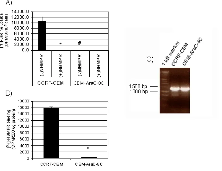 Figure  3.5.1. Comparison  of  [ 3 H]-uridine  uptake,  [ 3 H]-NBMPR  binding,  and  ENT1 mRNA expression between CCRF-CEM cells and Ara-C/8C cells