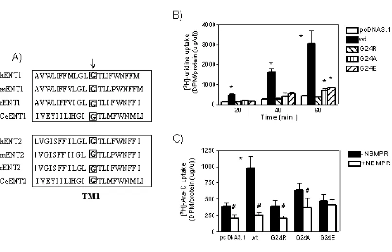 Figure  3.5.2. Substitution  of  G24  in  ENT1  disrupts  nucleoside  and  Ara-C  transport  activity