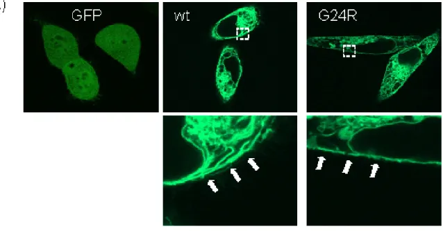 Figure  3.5.3. The  G24R  ENT1  mutant  lacks  [ 3 H]-NBMPR  binding  even  though  plasma  membrane  expression  is  maintained