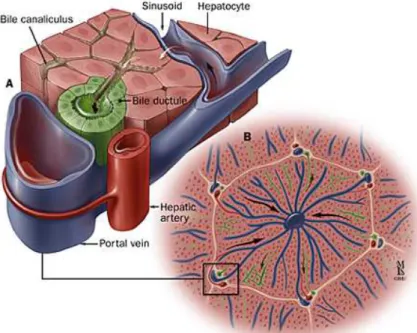 Figure 4: Structural Organization of the Liver (1) 